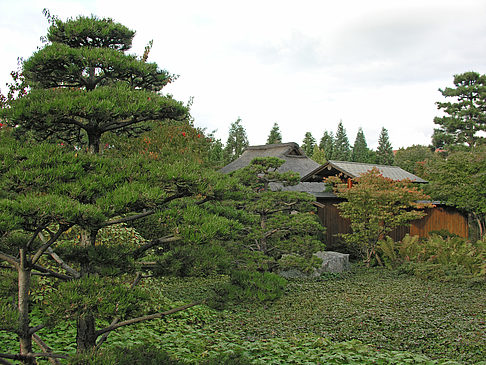 Japanischer Garten - Hamburg (Hamburg)